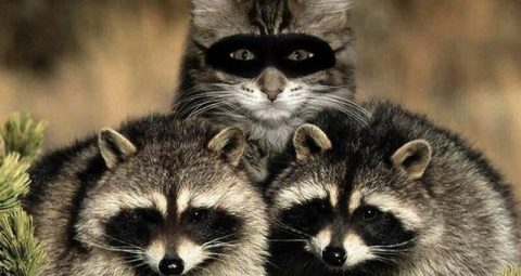 Photo of three Racoons